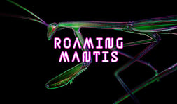 Latest Roaming Mantis Campaign Targets Banks in Japan and Turkey